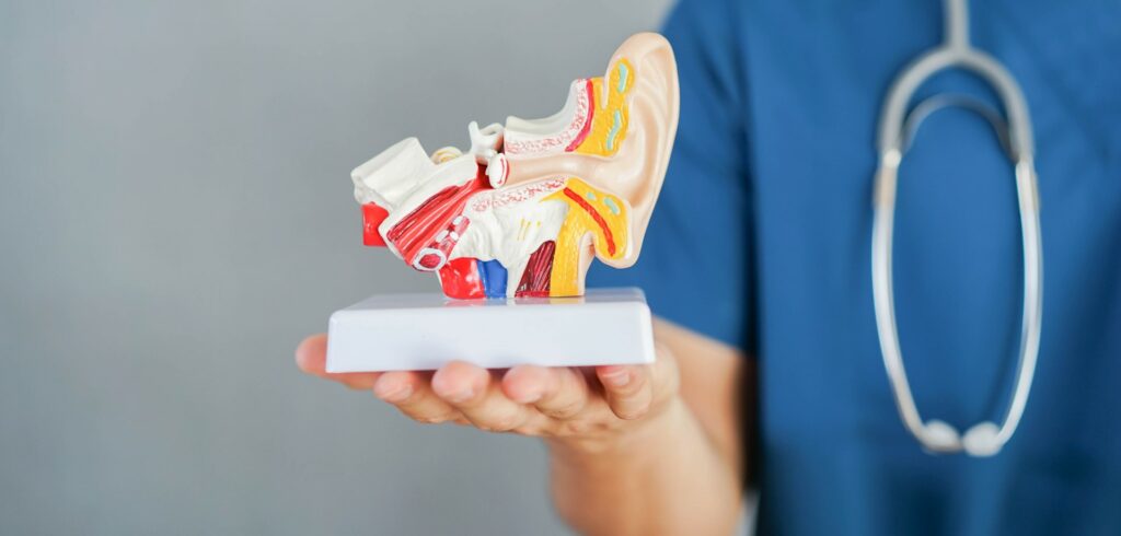 An otolaryngologist holds a model of human ear anatomy.